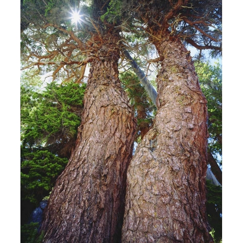 California, Sierra Nevada Red fir trees